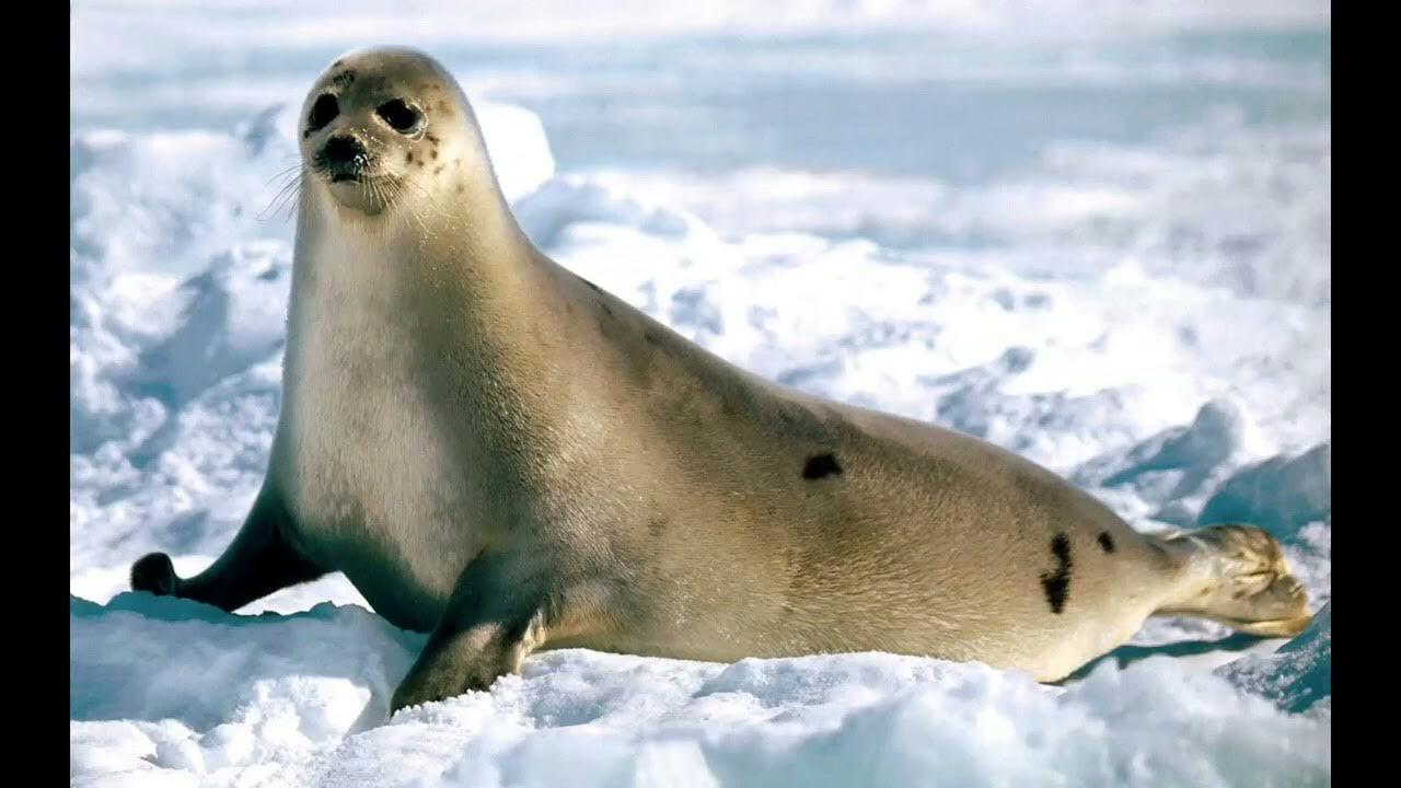 seal sounds YouTube