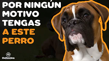 ¿Los bóxer son perros cariñosos?