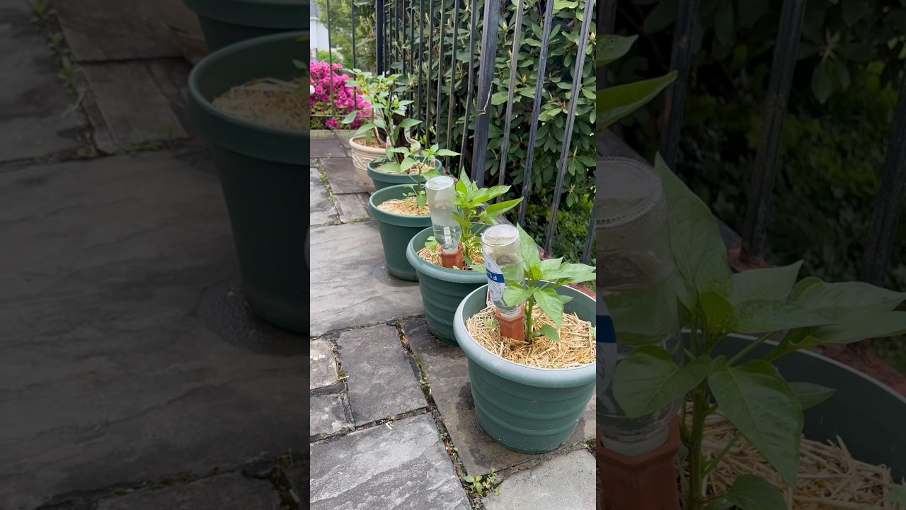 Советы по выращиванию перца в контейнерах