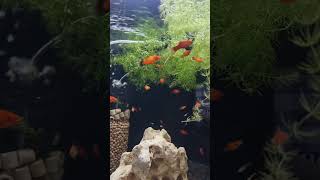 #물멍하기 #왁플래티 #aquarium #수초어항 #fish