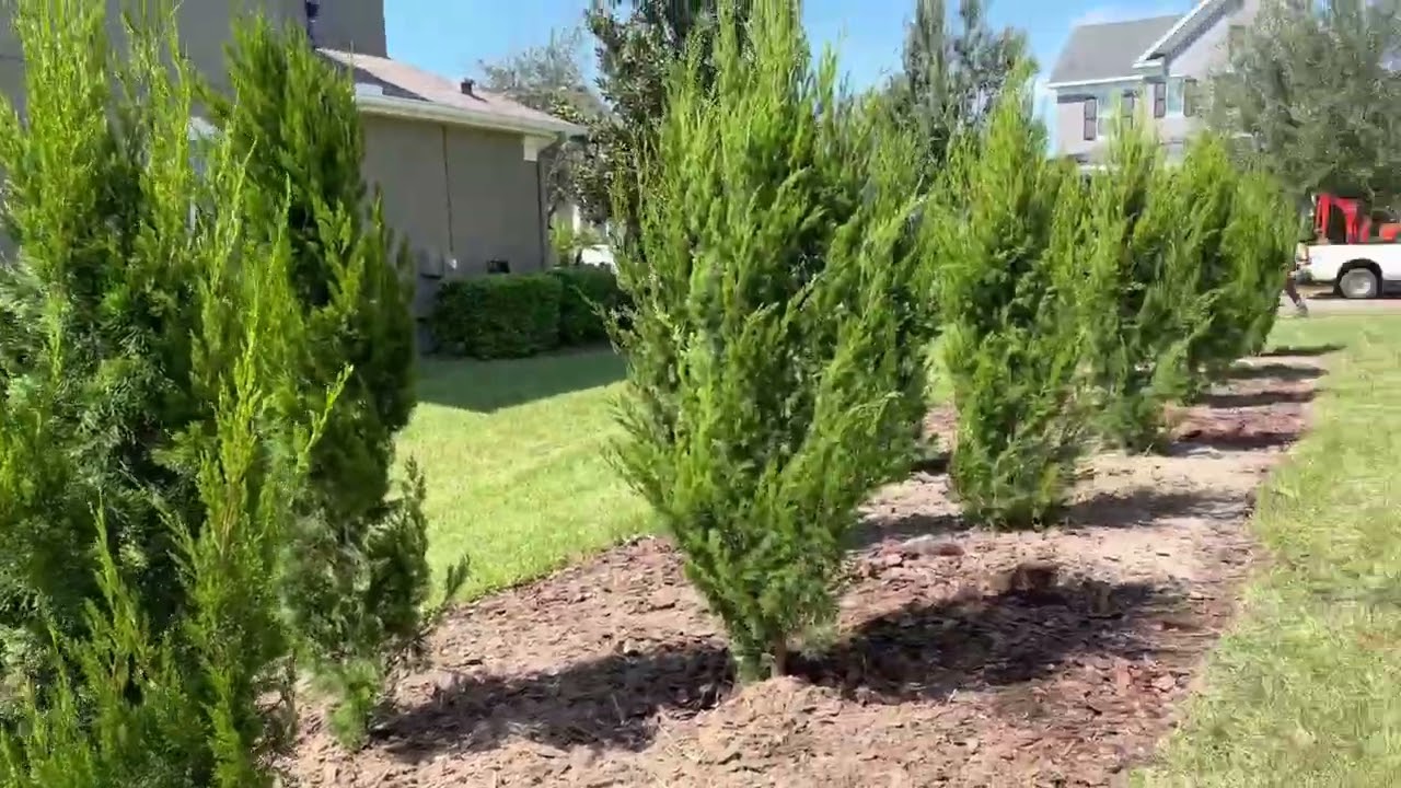 Brodie Cedar Screen Large Trees And Palms The Tree Planters Planting Brodie Cedar Screen Large Trees And Palms The Tree Planters Planting