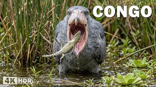 CONGO SELVAGEM | Gorilas e Predadores na Selva Mais Perigosa | Documentário Completo