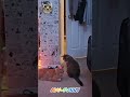 Funny cats jokes