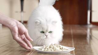 Cat Gourmet King of the World House