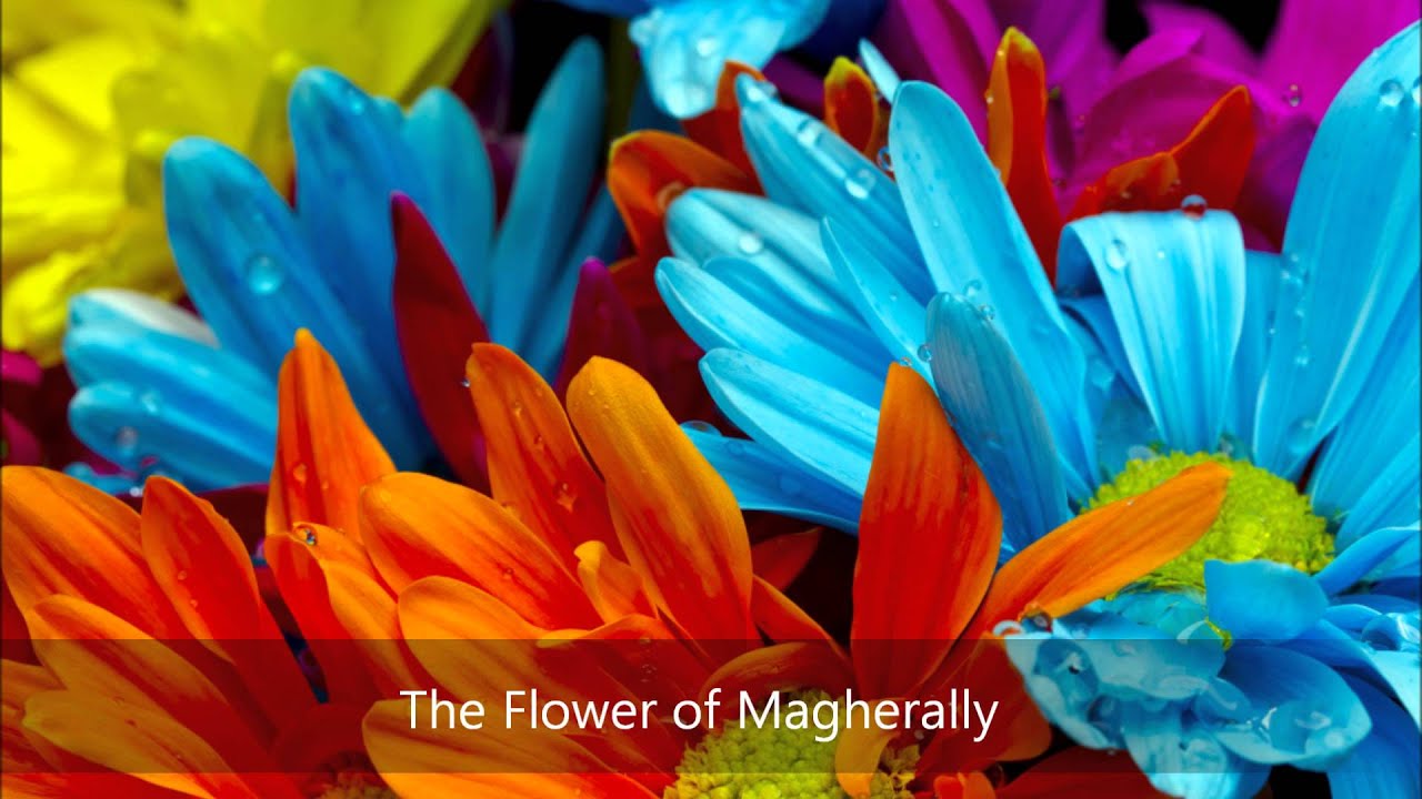 Magherally The Flower of Magherally - YouTube