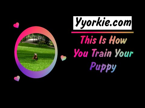 Video: How To Train Your Yorkie To Leash