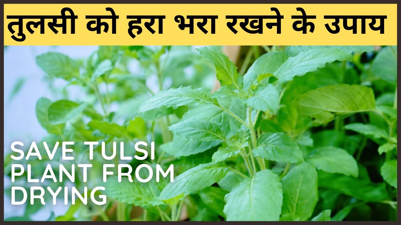 तुलसी को सूखने से कैसेबचाएँ Save Tulsi Plant From Drying up Tulsi