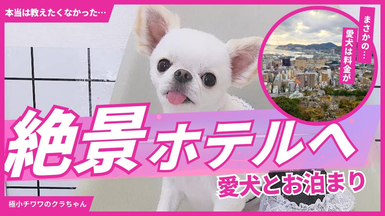 長崎にある「絶景ホテルに愛犬とお泊り」でホテルライフを満喫