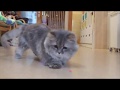 猫の幼稚園・ドリフト族3★みかづき