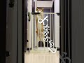 ディフェンスに定評のある柴犬こむぎ