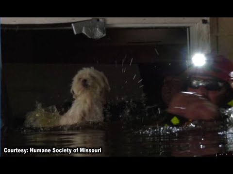 NC dog rescued after a week floating on couch in Florence-flooded home ...