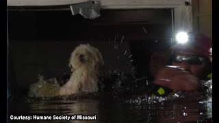 NC dog rescued after a week floating on couch in Florence-flooded home