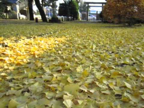ニコニコより転載：【遊戯王5D's】みらいいろ　歌ってみた【Plastic Tree】ED5
