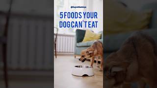 There are some foods that are unhealthy for your dog to eat, some can even be toxic 😱 #dog #dogcare