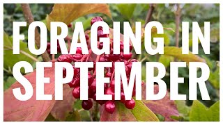 Foraging in September - UK Wildcrafts Foraging Calendar (Part 1 of 2) screenshot 3