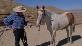 Larry & Chinaco: Groundwork, Sticks, Flags, and Fitting Bosals