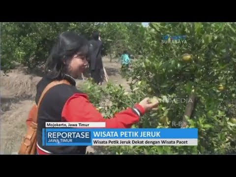 Serunya Berwisata Petik Jeruk Youtube