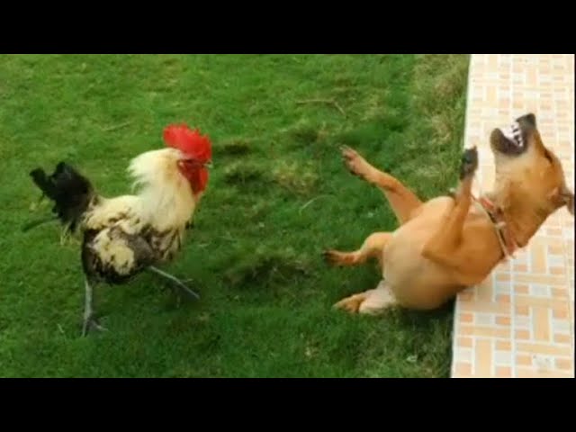 You Laugh You Lose - Funniest Animals Video