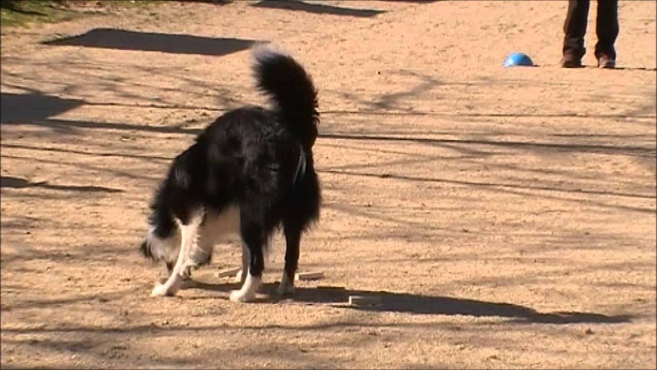 OBEDIENCE Class 3 "MOE" Clickandog 8 3 2015