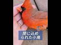 閉じ込められた鳥を救出する #animals #動物プロダクション