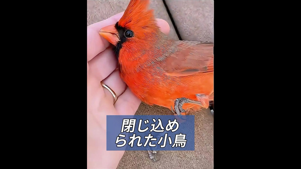 閉じ込められた鳥を救出する #animals #動物プロダクション