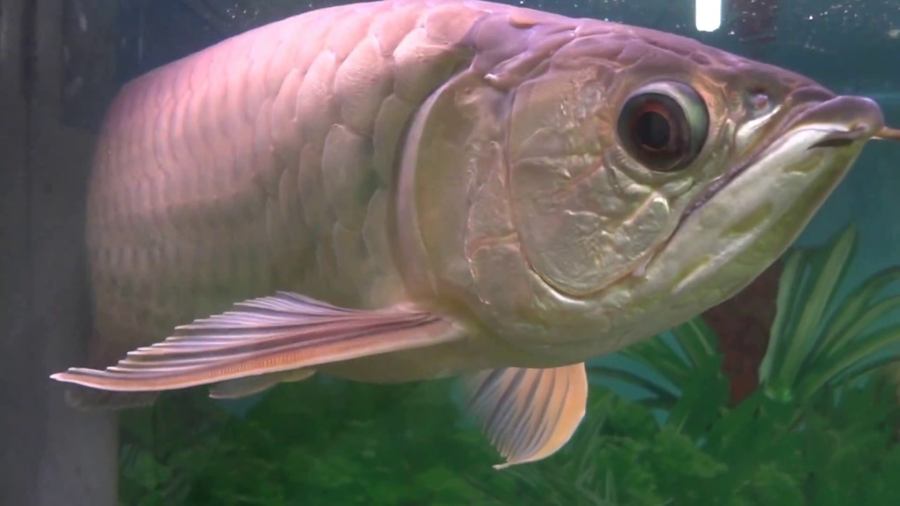 青龍 動画 大型魚飼育 In 神秘の国インドネシア