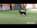 Finals - Shauna Wenzel + Welsh Riverdee Mischief Managed / Border Collie - Germany