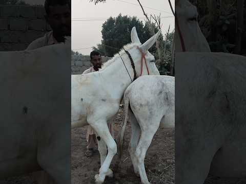 коні аговози Жеребець на Паровку Привезли лошицю з бачача дконіТернопільщини Donkey20 November 2025