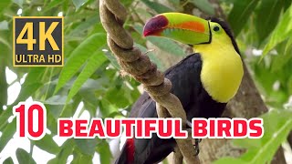 10 Captivating Beautiful Birds that will reveal Nature’s Wonders