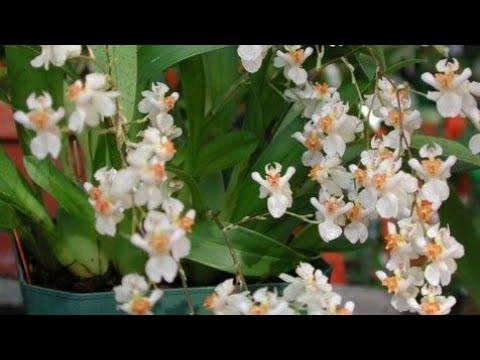 Como plantar e cultivar orquídea Twinkle - thptnganamst.edu.vn