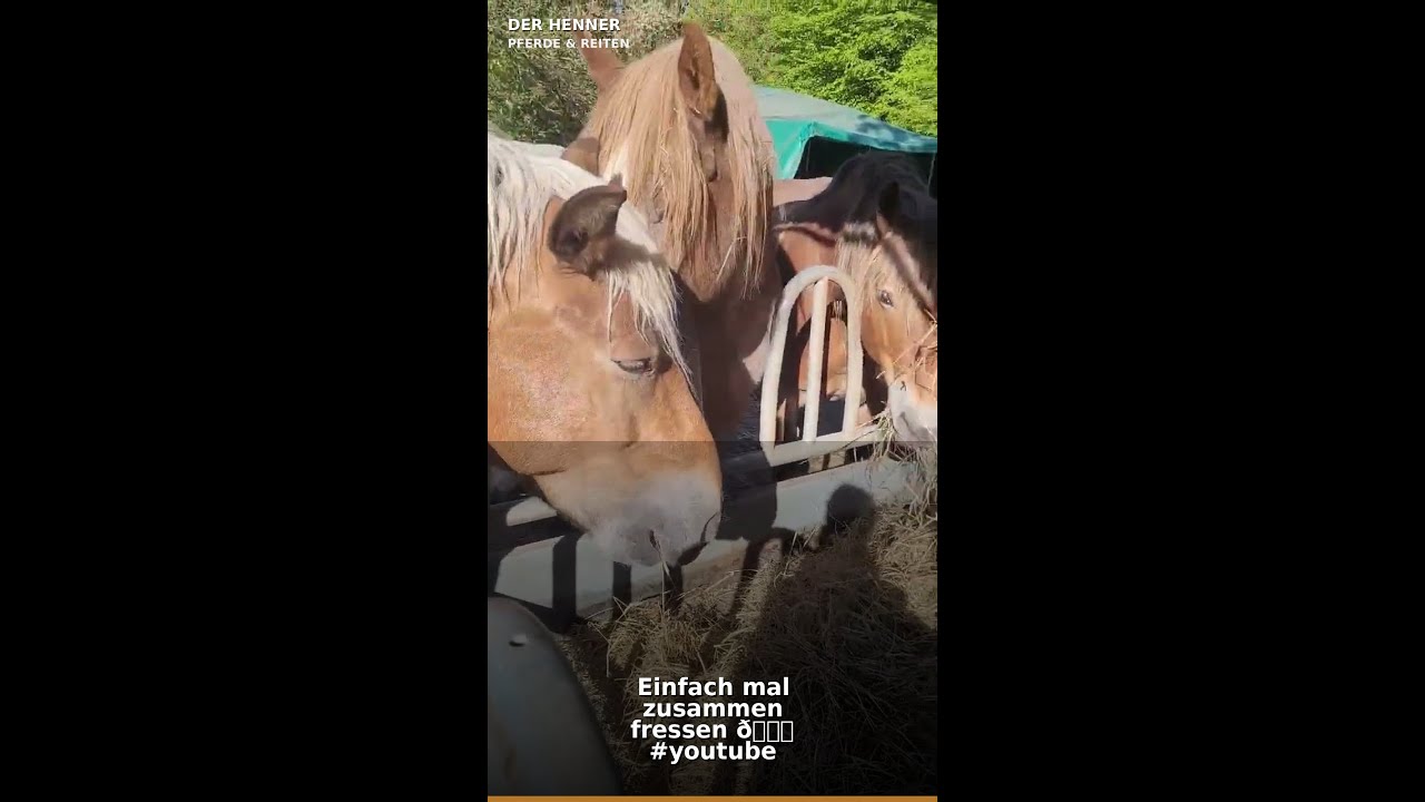 Einfach mal zusammen fressen 😋 #youtube #video #viral #fyp #short #shorts #horse #video