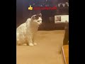 #cats #catshorts #catsofinstagram #catsoftiktok #catstory #gatos  #fight #wrestling #pelear  #lucha
