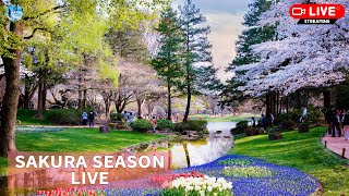 24/7 Live From Relaxing Film: Japan Sakura Season