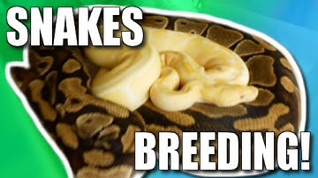 SNAKE BREEDING UPDATE!!! | BRIAN BARCZYK