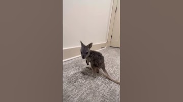 Thumbnail of How a kangaroo baby bounces its first time