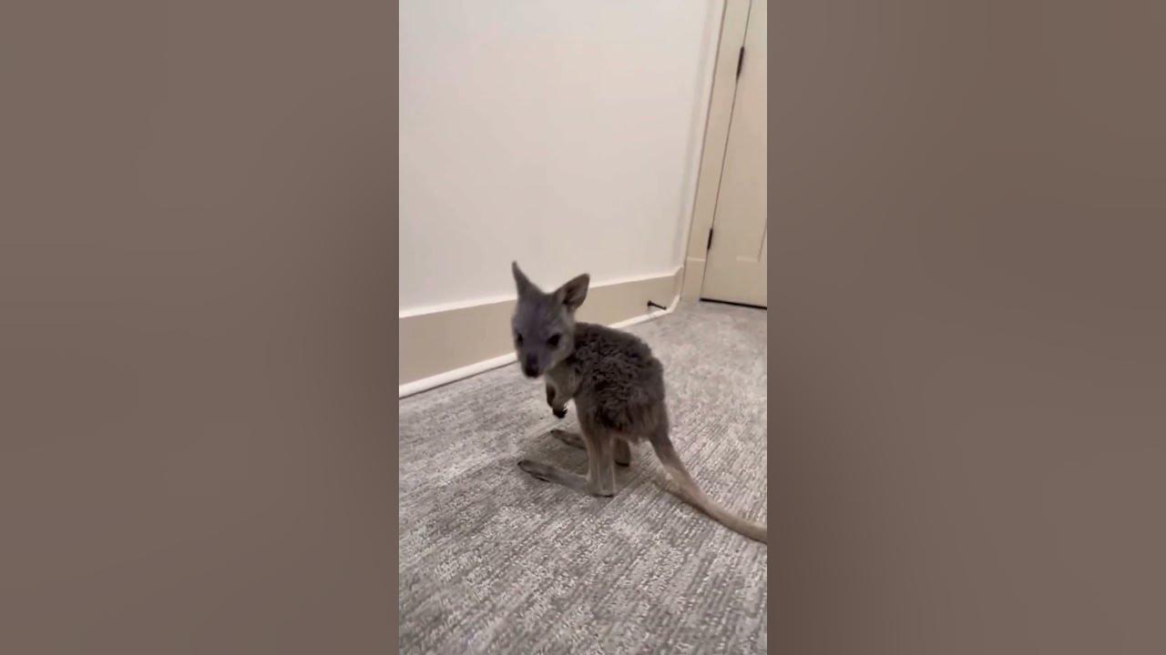 How a kangaroo baby bounces its first time