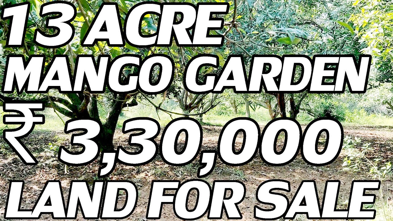 13 ACRE LAND FOR SALE MANGO GARDEN LAND COST ACRE ₹ 3,30,000 RED SOIL PROPERTYT PROPERTY