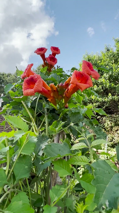 Trumpet Creeper. Campsis Grandiflora. Trumpet Vine