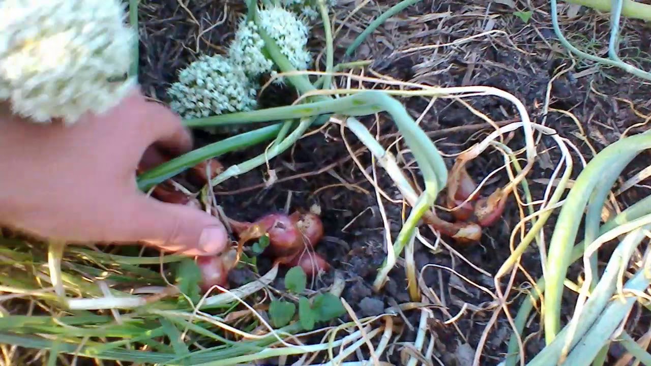 УБОРКА ЛУКА ШАЛОТ