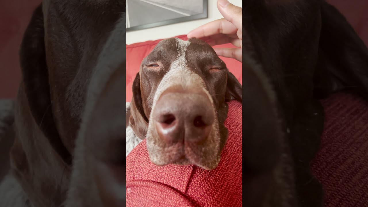 Gave My Dog A Massage And He Liked It shorts YouTube Gave My Dog A Massage And He Liked It shorts YouTube