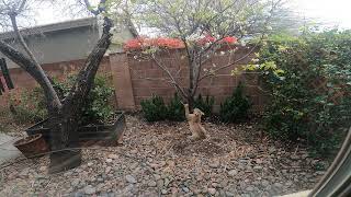 Young bobcat climbing and playing with our trees