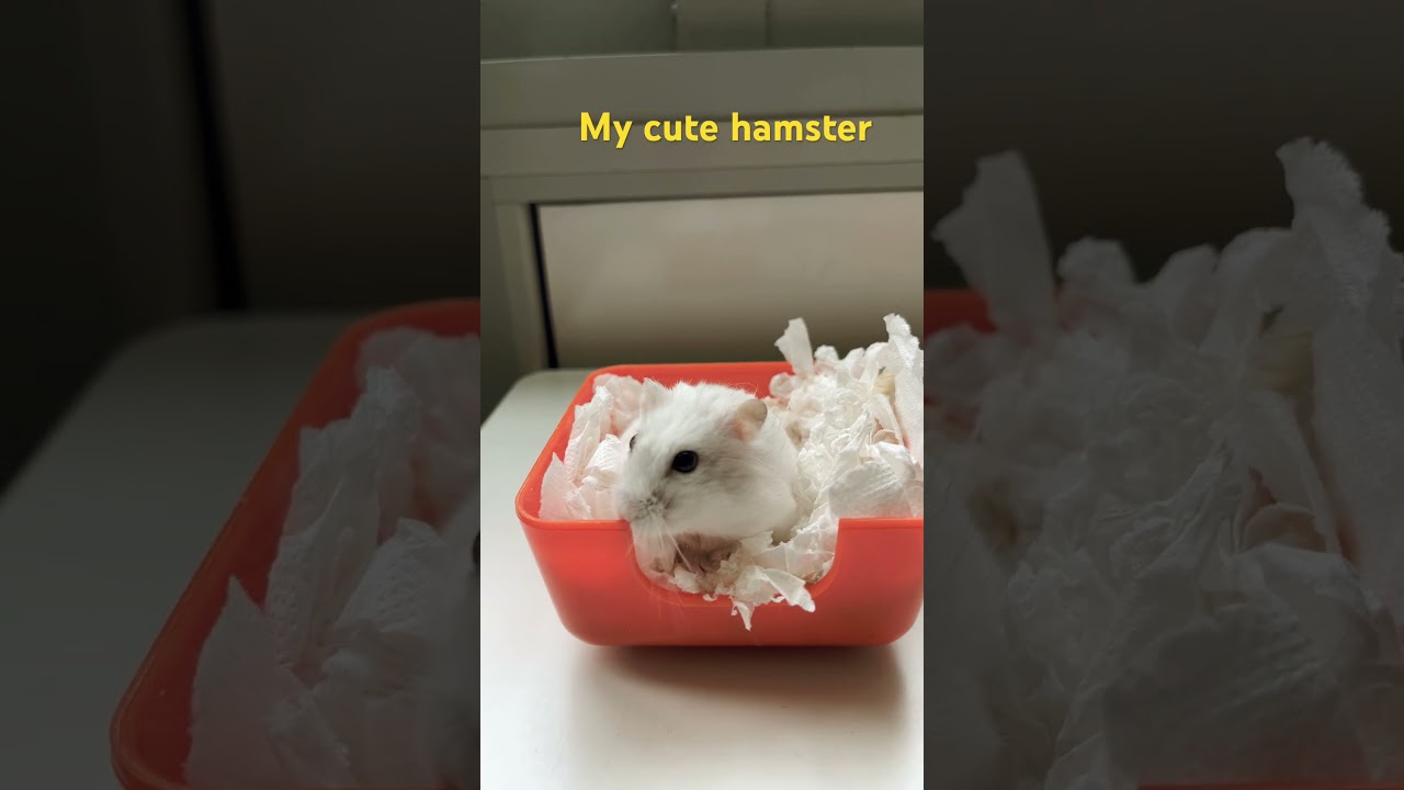 My cute hamster on own bed 