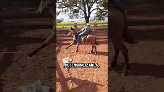 Mira la forma ingeniosa que este hombre desarrolló para amansar una mula  Amarró las patas del anima