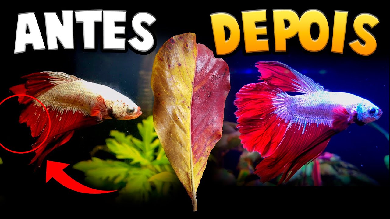 INCRÍVEL! Salvei meu Betta com Apenas 1 Folha (Nadadeira Roída)