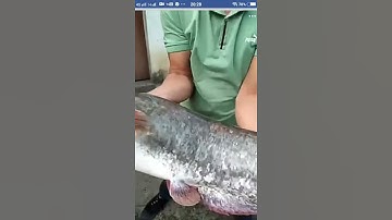 Câu suối Lên cá nheo khủng