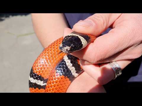 Video: Mliječna zmija je nevjerojatna ljepotica