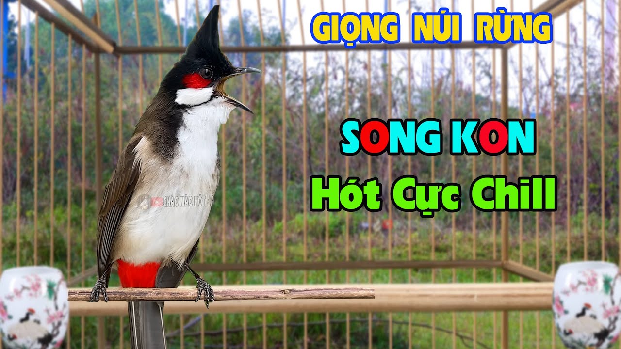 Chào Mào Song Kon Hót Cực Chill -Âm Thanh Núi Rừng Dùng - Luyện Giọng Hiệu Quả Đỉnh Cao !
