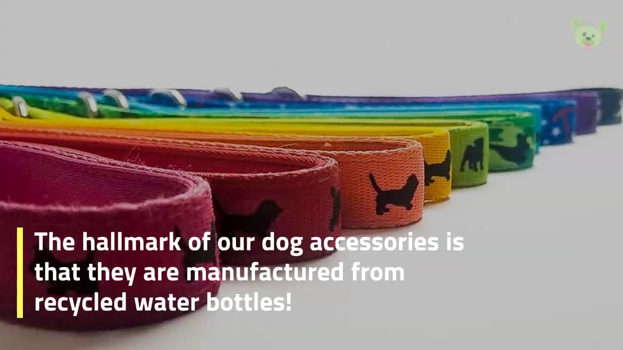 Benefits of Buying Eco Friendly Pet Products YouTube