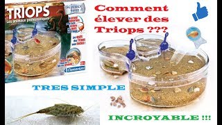 Triops - Maintien et élevage de crustacés préhistoriques, Conseils pour  les aquariophiles, Blog