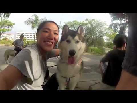 Philippine Siberian Husky Club East Pack Youtube